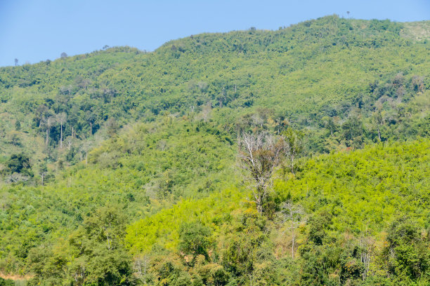 风景与树木和蓝天，数码照片图片为背景图片下载