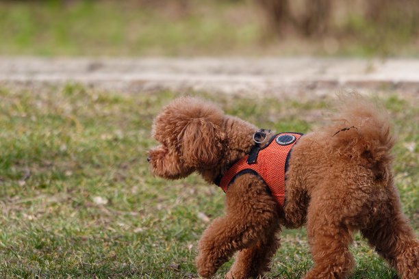 一个可爱的玩具狮子狗在户外散步的侧面照片，背景模糊图片下载