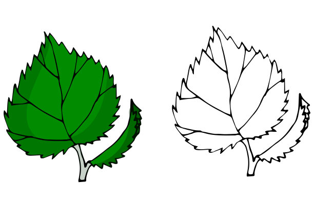 桦树的叶子。秋天的叶子向量平坦的剪影设置孤立在白色背景上。图片下载