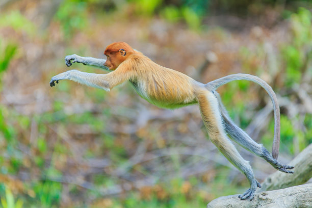 长鼻猴或鼻幼虫图片下载