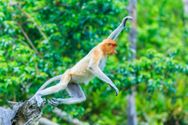长鼻猴或鼻幼虫图片下载
