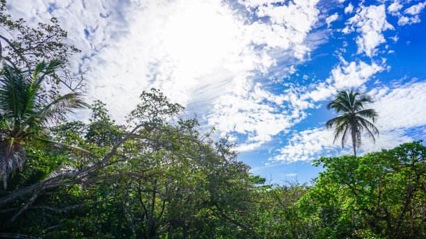 从下往下看，可以看到茂密的丛林植被、蓝天和白云背后的阳光。图片下载