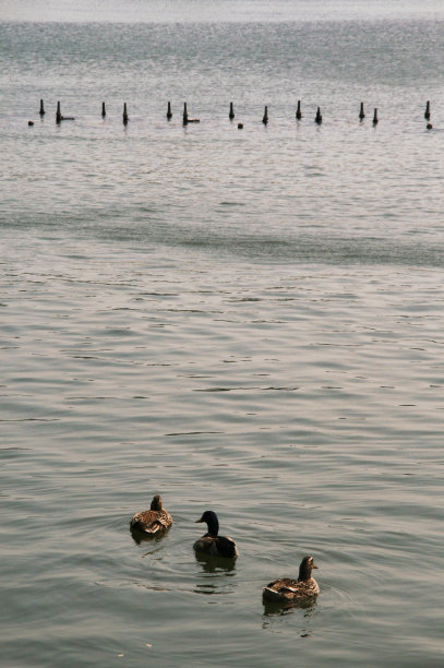 中国的鸭子图片下载
