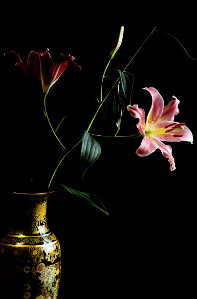 占星百合在黑色背景花瓶图片下载