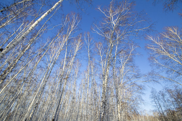 白桦林的树冠在冬天的蓝天下，用广角镜头拍摄图片下载