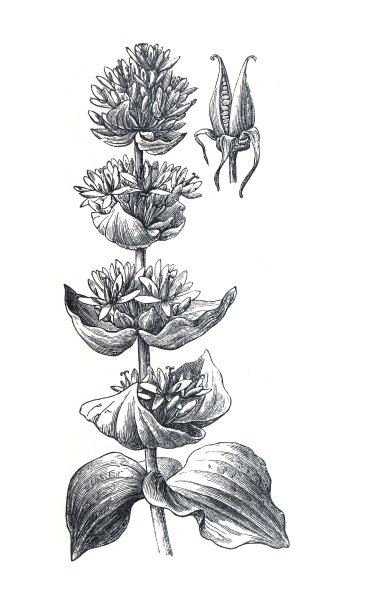黄龙胆是一种多年生草本植物。(恩赞)花蕾和花。手绘雕刻插图在白色背景。有机草本植物。图片下载
