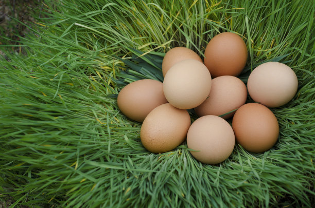 鸡蛋躺在绿草的窝里图片下载