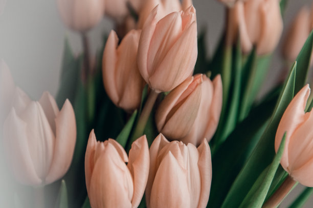 情人节或母亲节郁金香杏花颜色图片下载