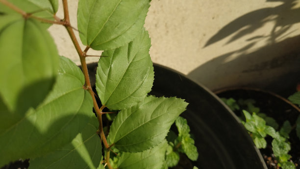 枣树，印度枣树，印度李子或中国苹果树图片下载