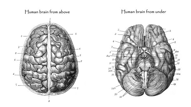 人类大脑解剖学。手绘复古雕刻插图。图片下载