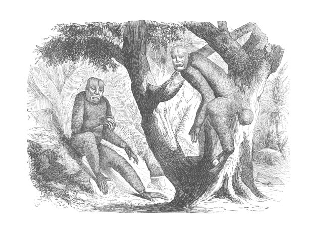 一只红僧帽猴和一只秃僧帽猴坐在树上，古董雕刻插图图片下载