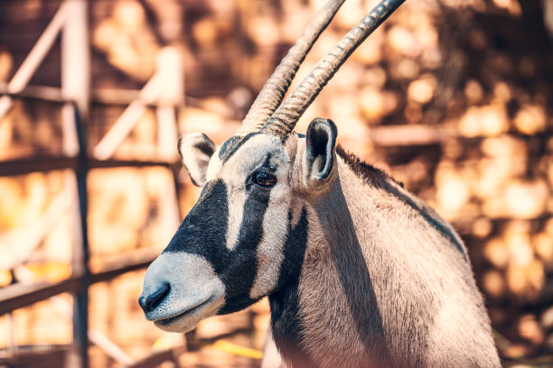 大羚羊或羚羊近距离的肖像角动物素材图片