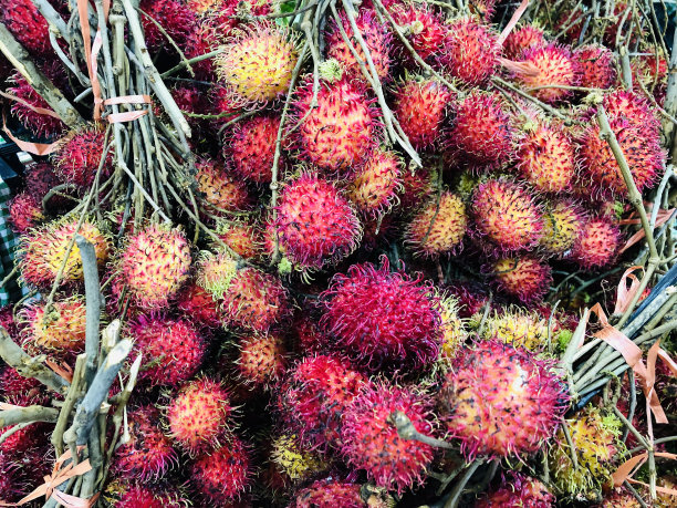 几束红毛丹果图片下载