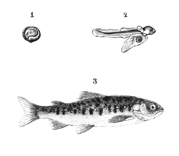 鲑鱼鱼阶段图片下载
