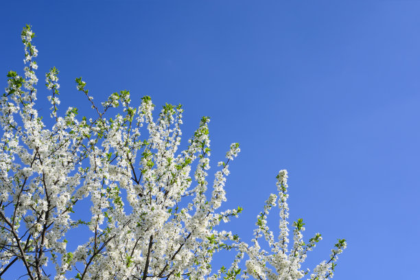 盛开的树，美丽的白色花朵在春天的花园。图片下载