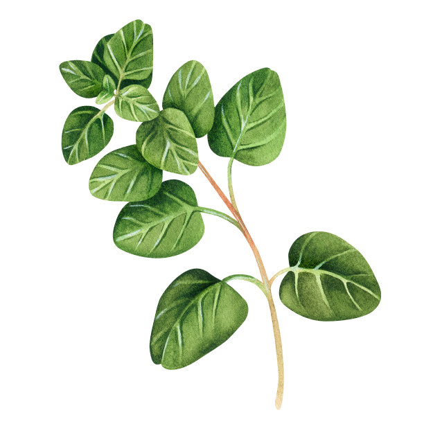 牛至。水彩的插图。孤立在一个白色的背景。为你的设计。图片下载