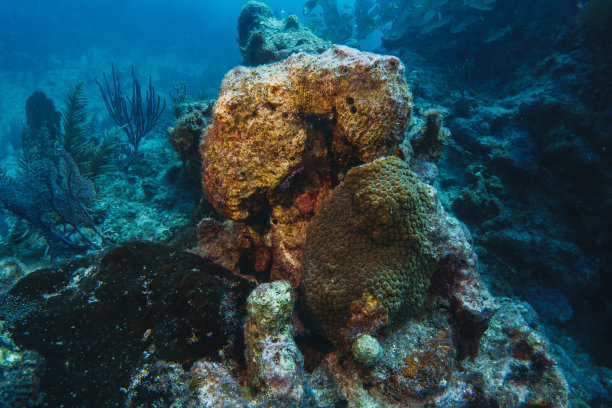 珊瑚礁宏观，结构，抽象珊瑚礁上的海洋生态系统背景图片下载