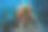 珊瑚礁宏观，结构，抽象珊瑚礁上的海洋生态系统背景图片下载