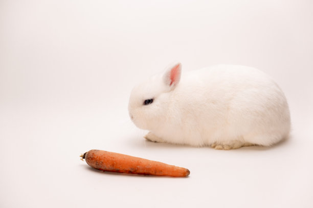 一只毛茸茸的可爱兔子，粉红色的耳朵，灰色的眼睛和长长的胡子，站在一根胡萝卜旁边，在纯白色的背景下看着镜头图片下载