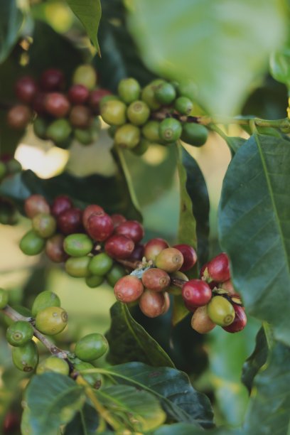 等待收获的生咖啡图片下载