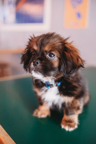 小狗在桌子上图片下载