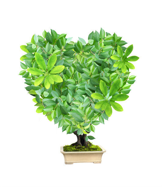 栽于花盆中，树冠呈心形。自然的爱。生态、零浪费理念图片下载
