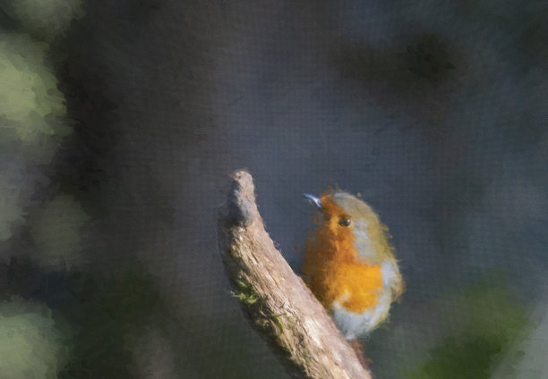 树上的知更鸟图片下载