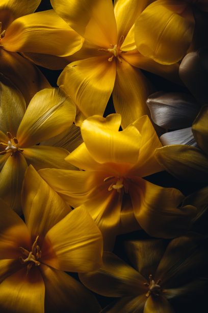 黄色郁金香图片下载