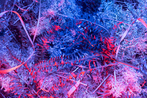 摘要网络朋客的背景。图案创建的各种植物沼泽植物棉花，十字花科植物，雄性蕨类植物和其他植物收集在冬天的时间在爱尔兰。图片下载