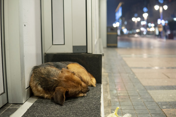 狗在门前睡觉图片下载