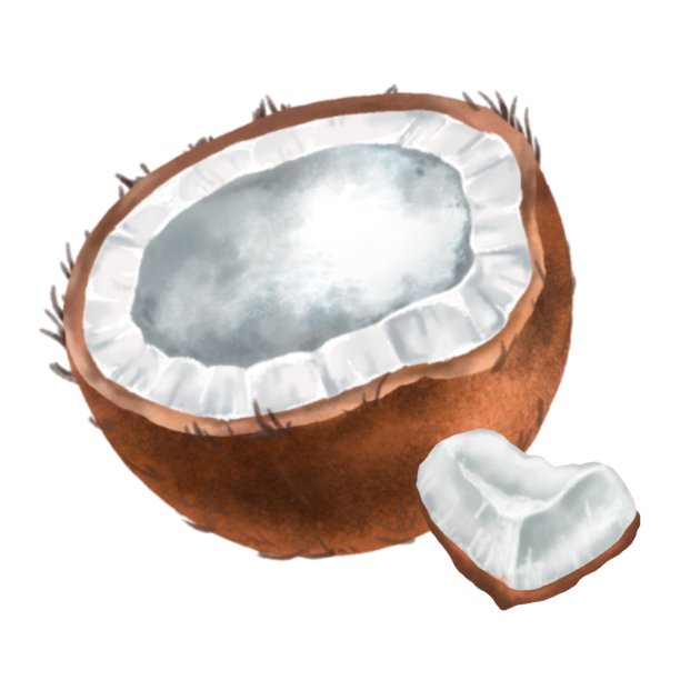 椰子,水彩。现实和多汁的椰子，插图。图片下载