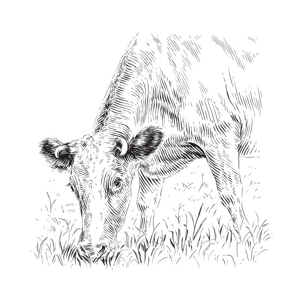 牛是站着啃草的素描版画插画风格图片下载