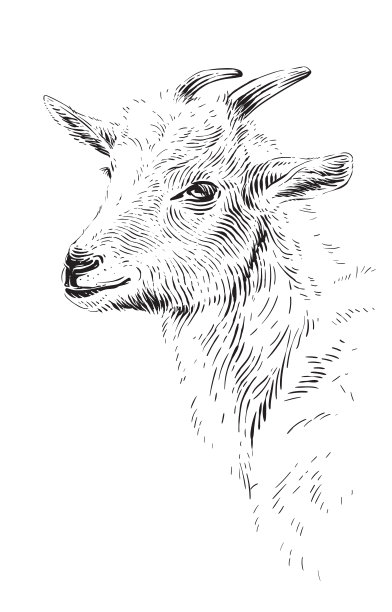 头羊手绘素描版画插图风格图片下载