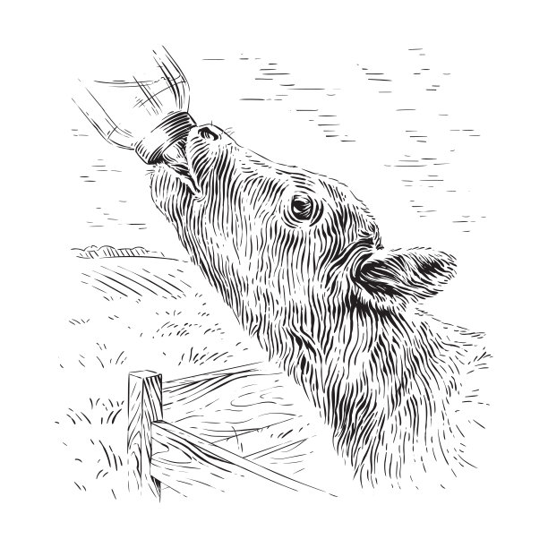 小牛从一个瓶子里喝素描雕刻插图风格图片下载