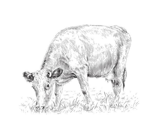 牛是站着啃草的素描版画插画风格图片下载