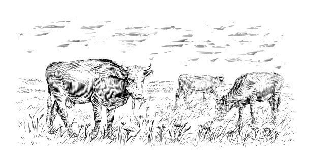 牛群正站着啃草写生版画风格图片下载