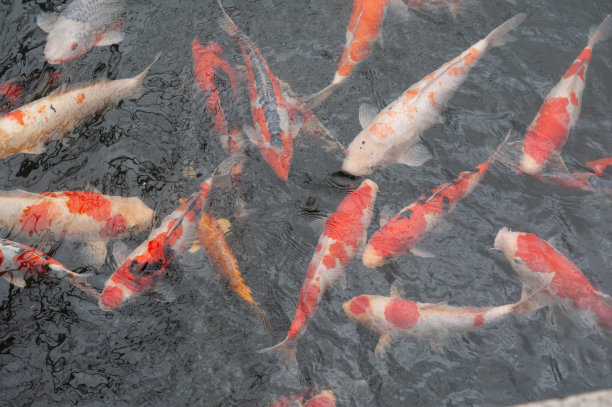 鱼鲤锦鲤图片下载