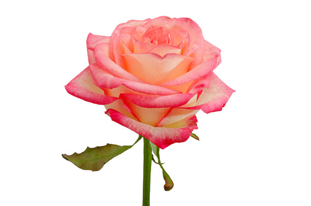 白色背景上的一朵粉红玫瑰图片下载