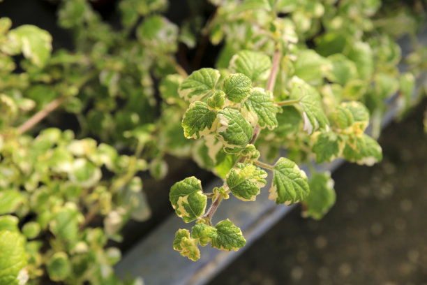 在花园中种植白莲图片下载