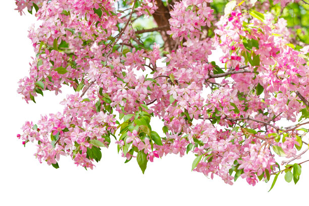 粉红色的樱花樱花在白色的背景图片下载