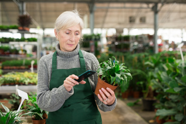 穿着围裙拍摄盆栽的老年女工图片下载