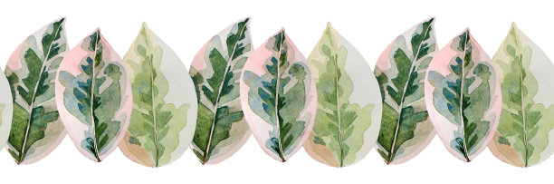无缝边界水彩无花果叶孤立在白色背景上。手绘橡胶家用植物室内装饰。自然的创造性剪贴画卡片，贴纸，纺织品，包装壁纸速写本图片下载