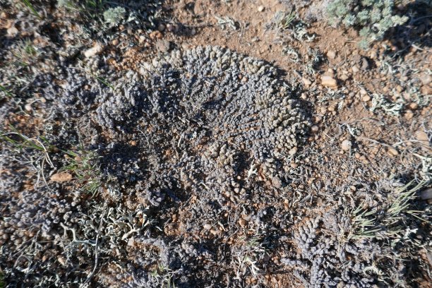 在干旱气候下，生长在干燥土壤上的地衣群生图片下载