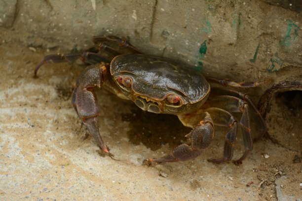 蟹图片下载