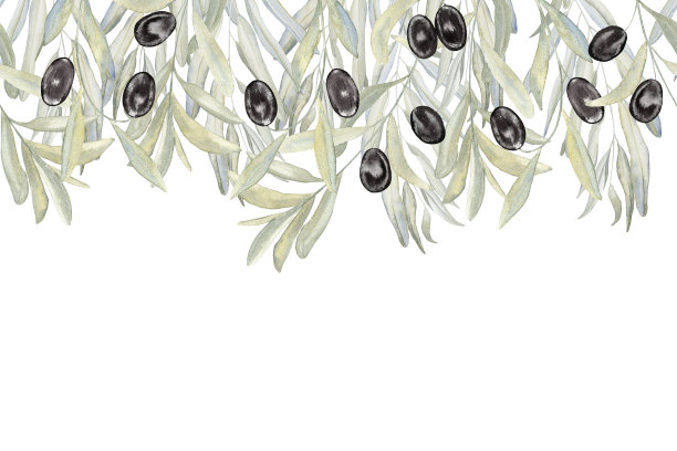 橄榄枝水彩水平无缝边界。花架的请柬和贺卡。背景菜单和名片在复古的绿色色调。复古植物食物插图。图片下载