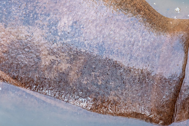 河马身体皮肤在天然溪流水体近距离观察图片下载