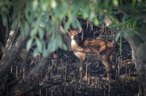 野生鹿，也被称为斑点鹿，鹿，和轴鹿，是一种鹿原产于印度次大陆。图片下载