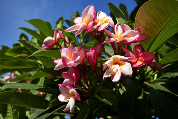 美丽的粉红色鸡蛋花盛开在花园里图片下载