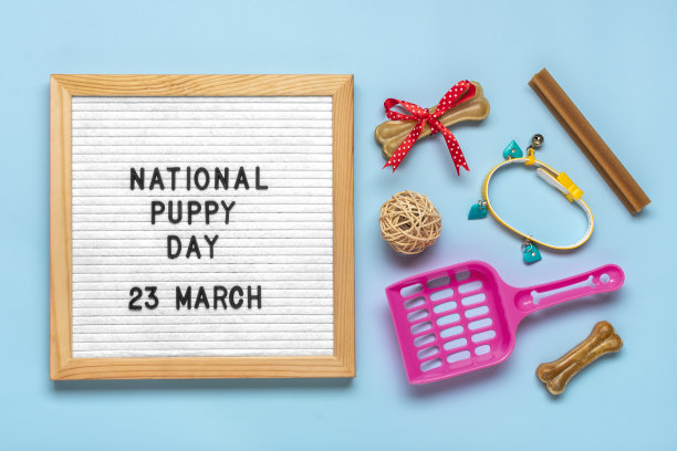 在3月23日国家小狗日，狗配件-勺，球，骨头，在蓝色背景上的衣领顶视图平躺假日卡片图片下载