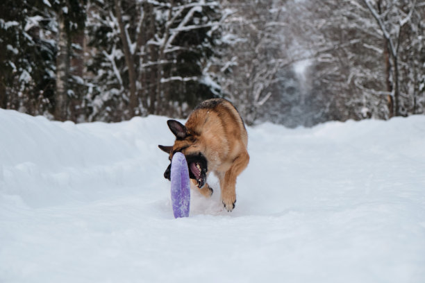 在冬季公园里和狗狗一起散步。户外游戏。红黑相间的德国牧羊犬正在雪地里的森林道路上快速奔跑，试图接近前面滚动的蓝色圆形玩具。图片下载